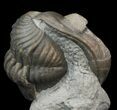 Wide Enrolled Eldredgeops Trilobite - Silica Shale #44387-2